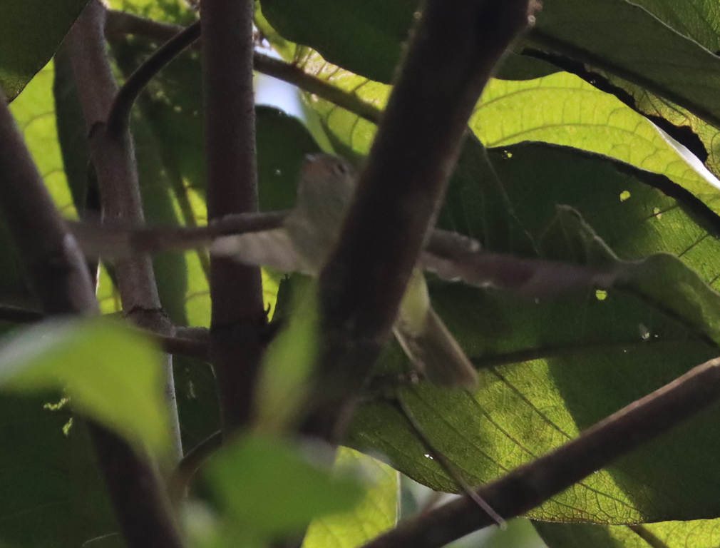Streak-necked Flycatcher - ML641709222