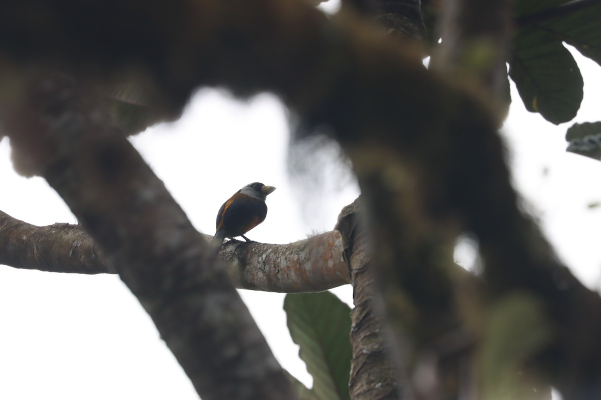 Toucan Barbet - ML641709235