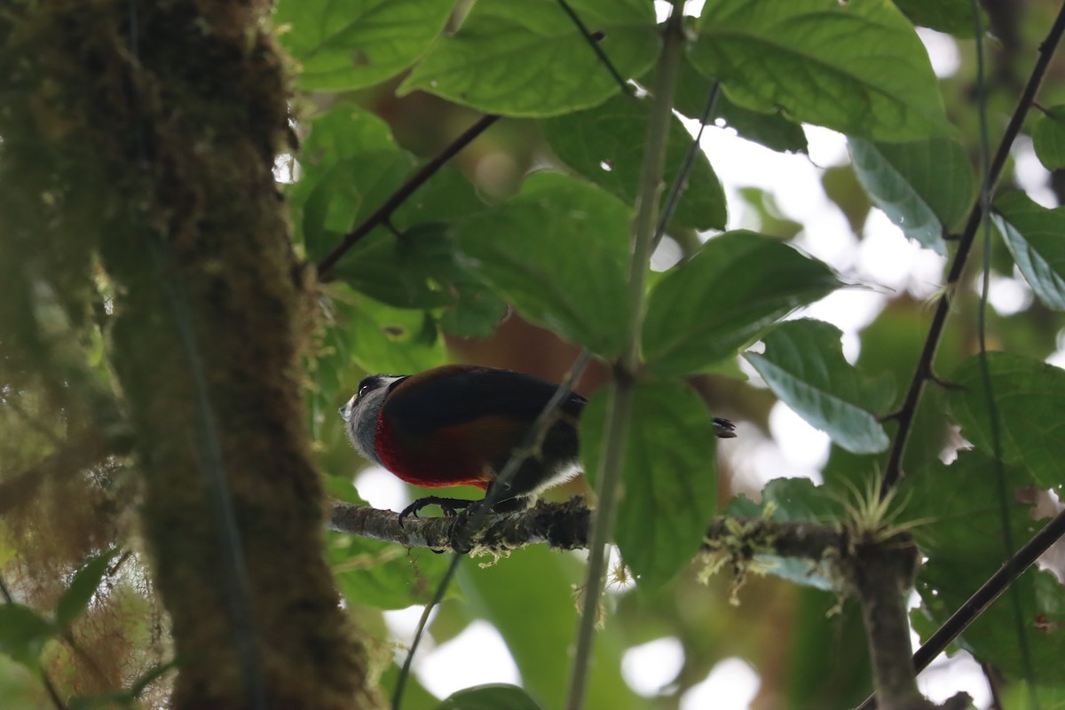 Toucan Barbet - ML641709236