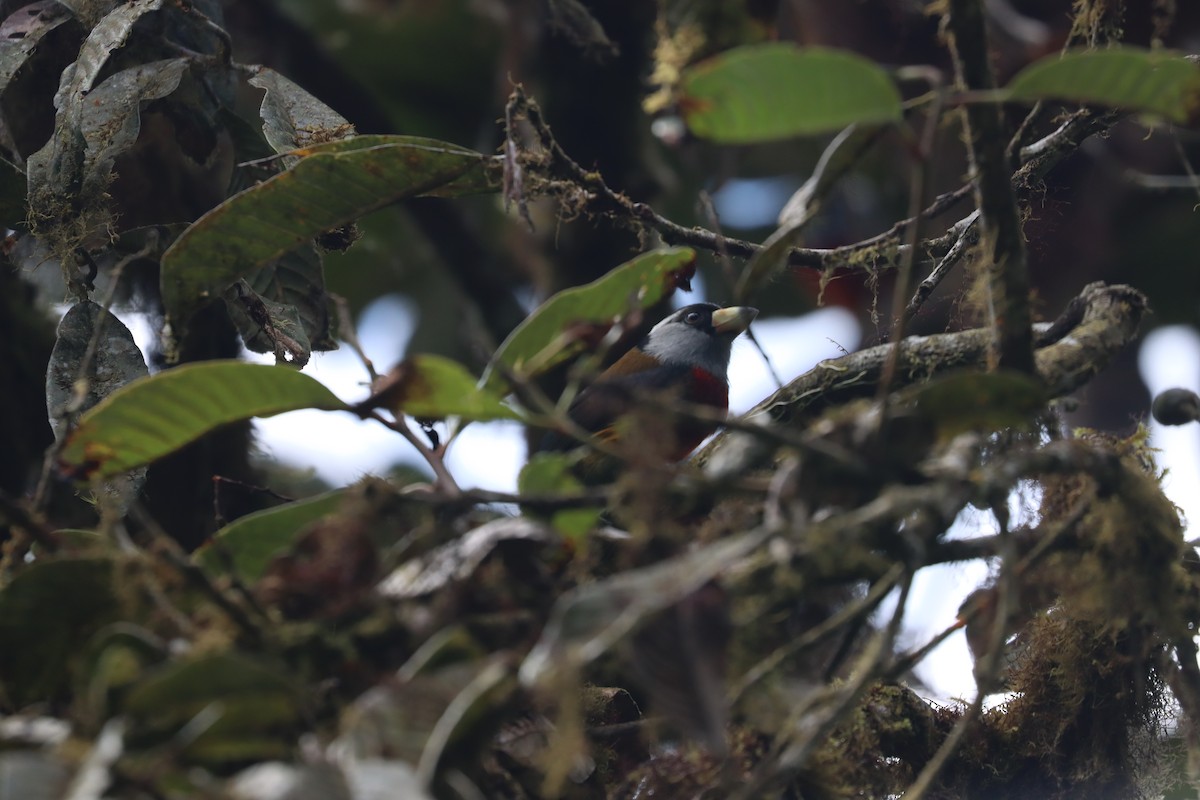 Toucan Barbet - ML641709237