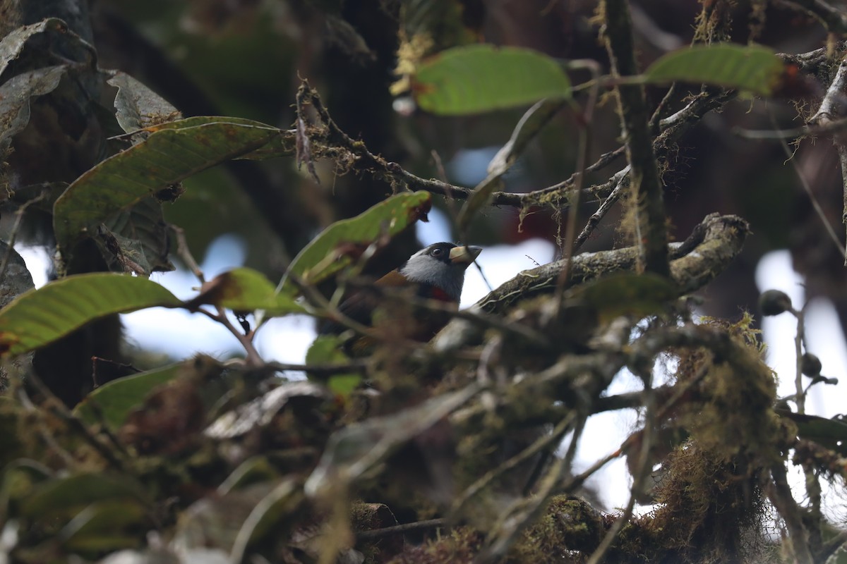 Toucan Barbet - ML641709238