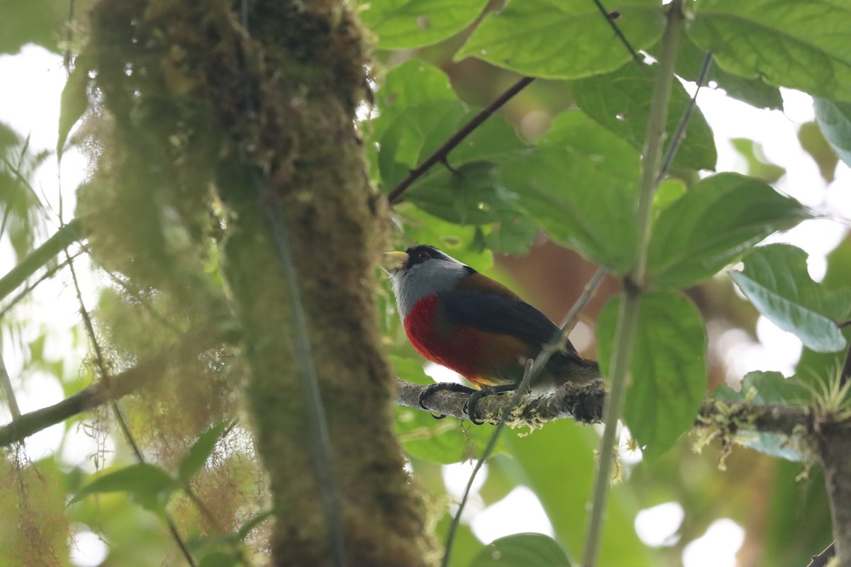 Toucan Barbet - ML641709239