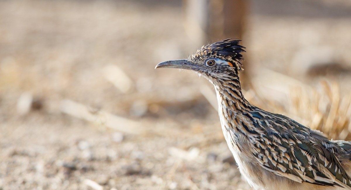 Greater Roadrunner - ML641709244