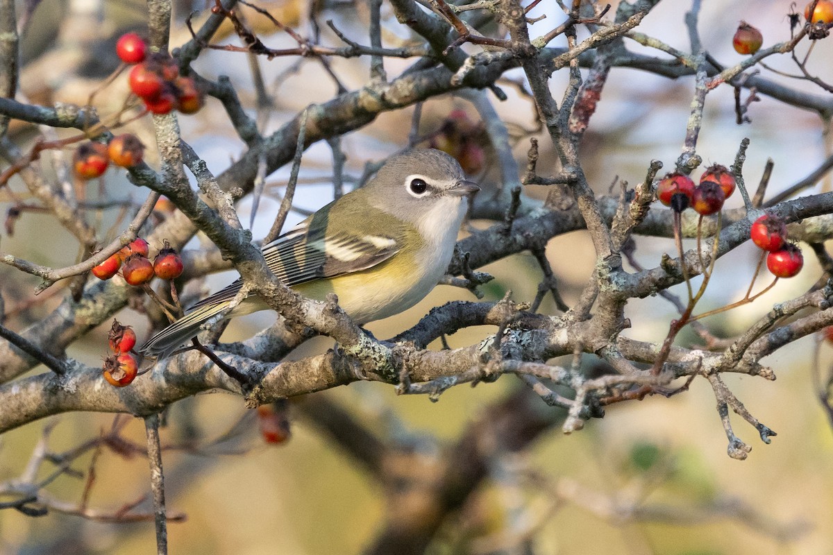Blue-headed Vireo - ML641709254