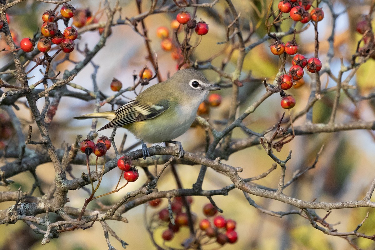 Blue-headed Vireo - ML641709255