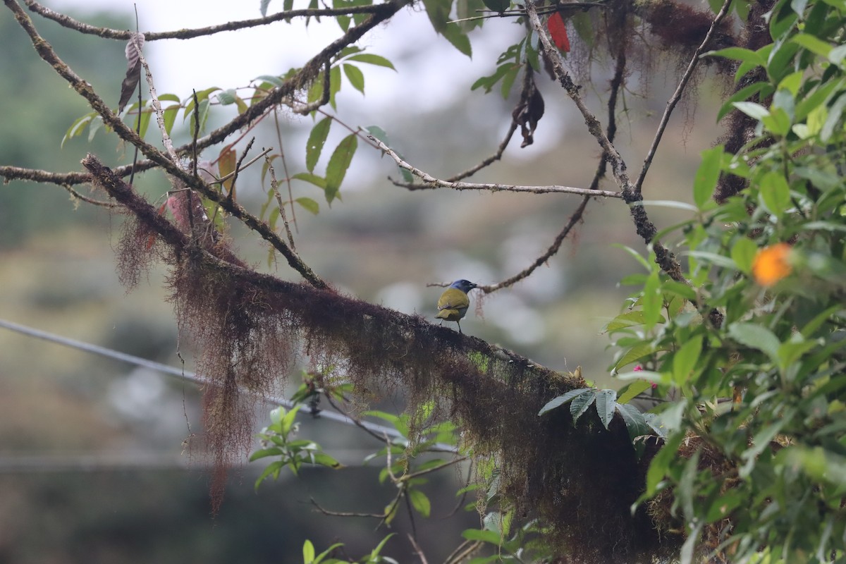 Blue-capped Tanager - ML641709257