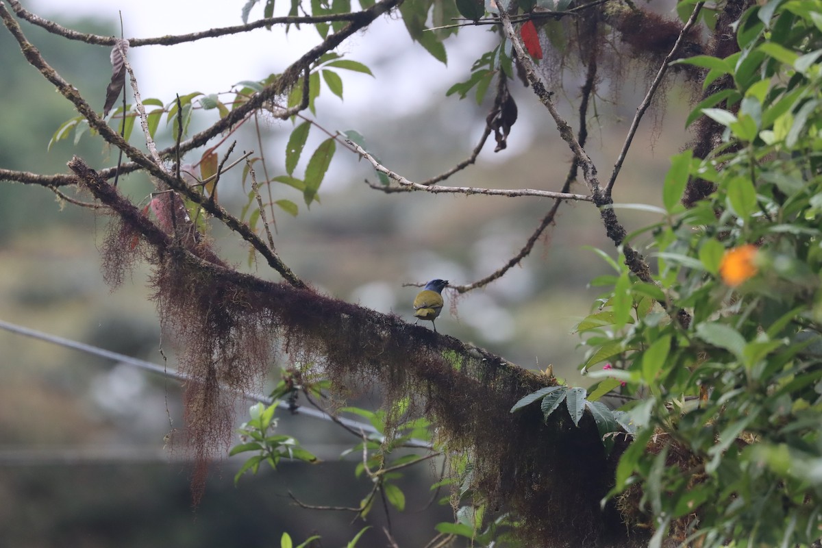 Blue-capped Tanager - ML641709258