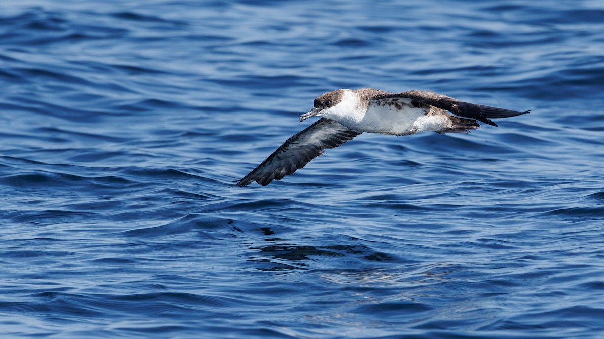 Puffin majeur - ML641709264