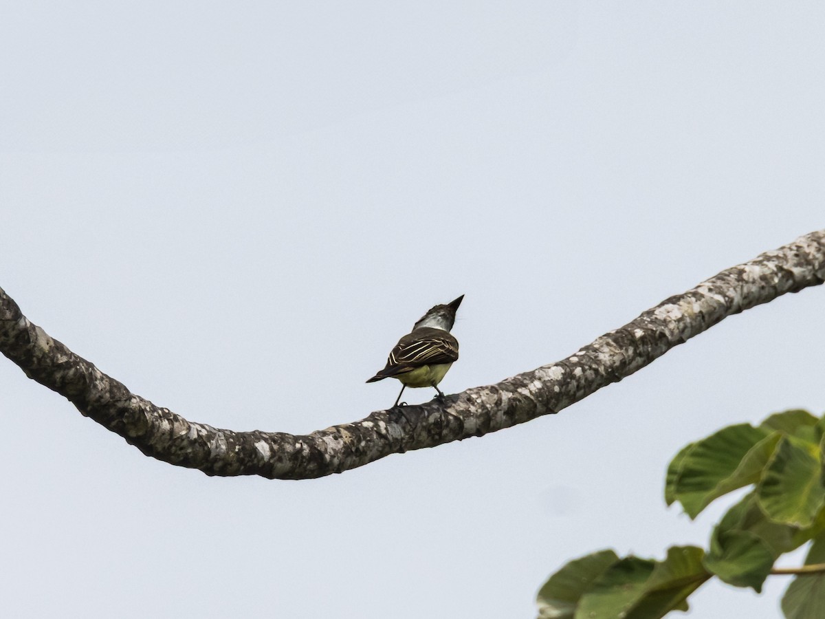 Myiarchus sp. - ML641709280
