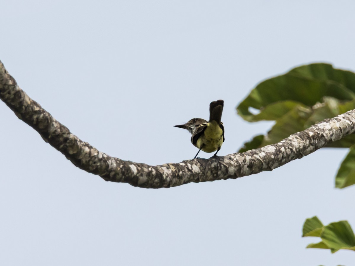 Myiarchus sp. - ML641709282