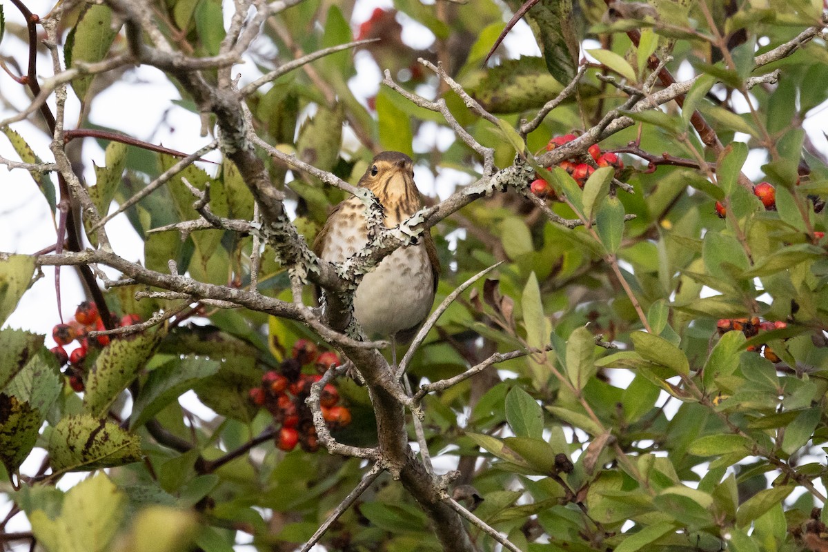Swainson's Thrush - ML641709284