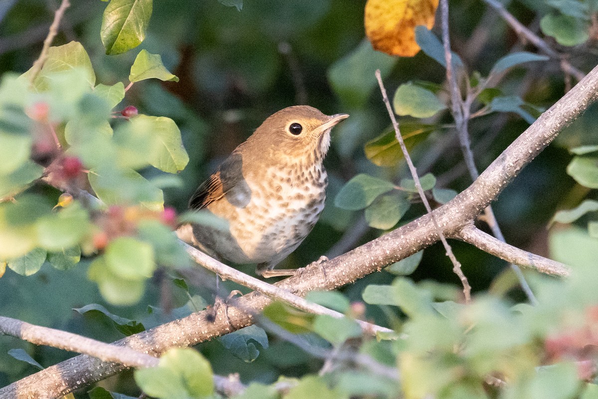Swainson's Thrush - ML641709285