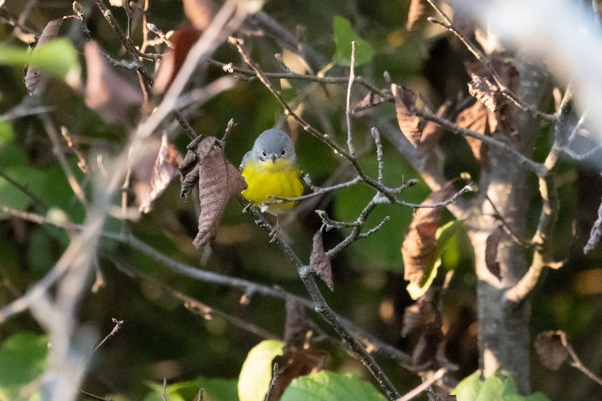 Magnolia Warbler - ML641709288
