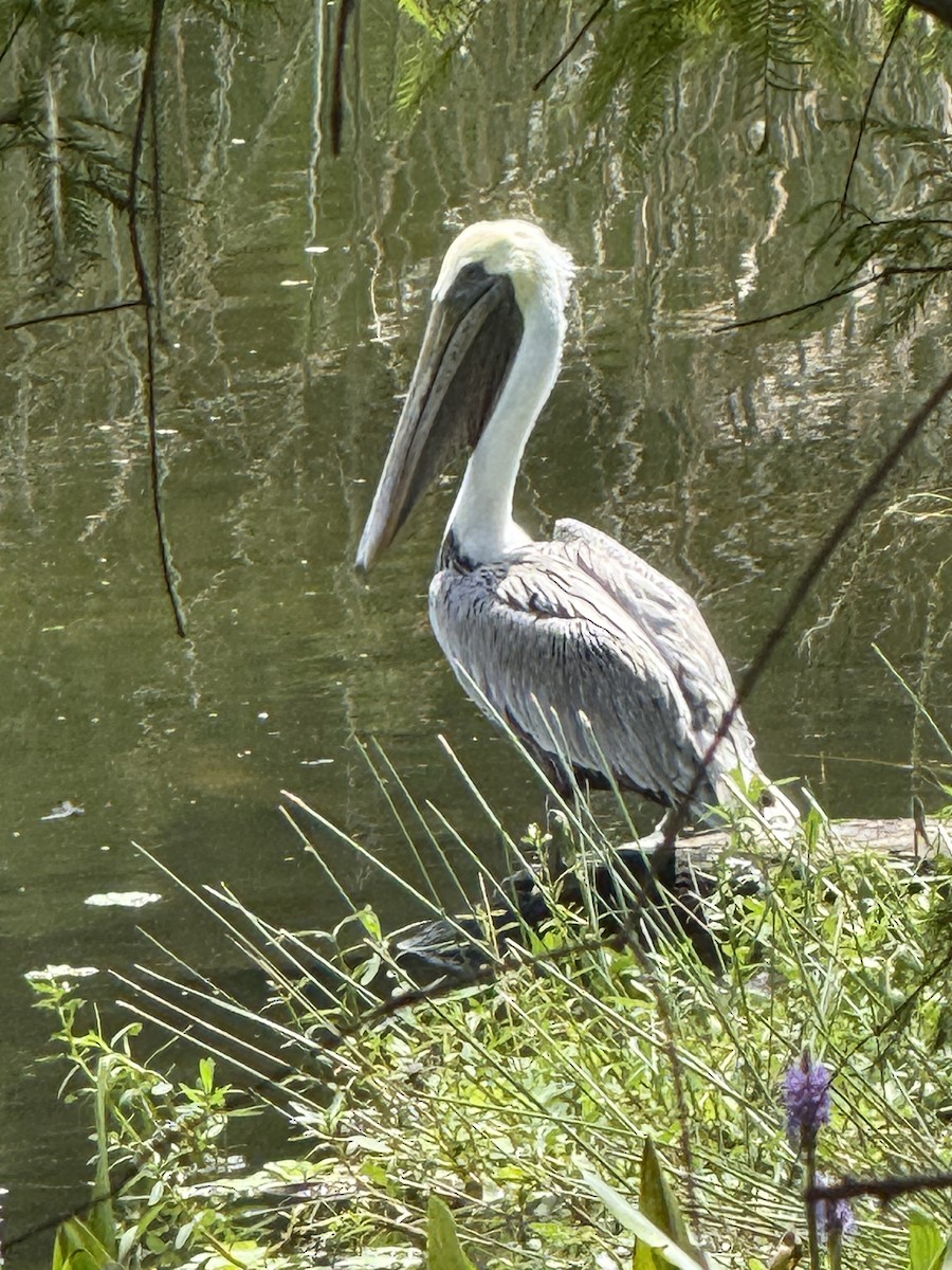 Brown Pelican - ML641709289