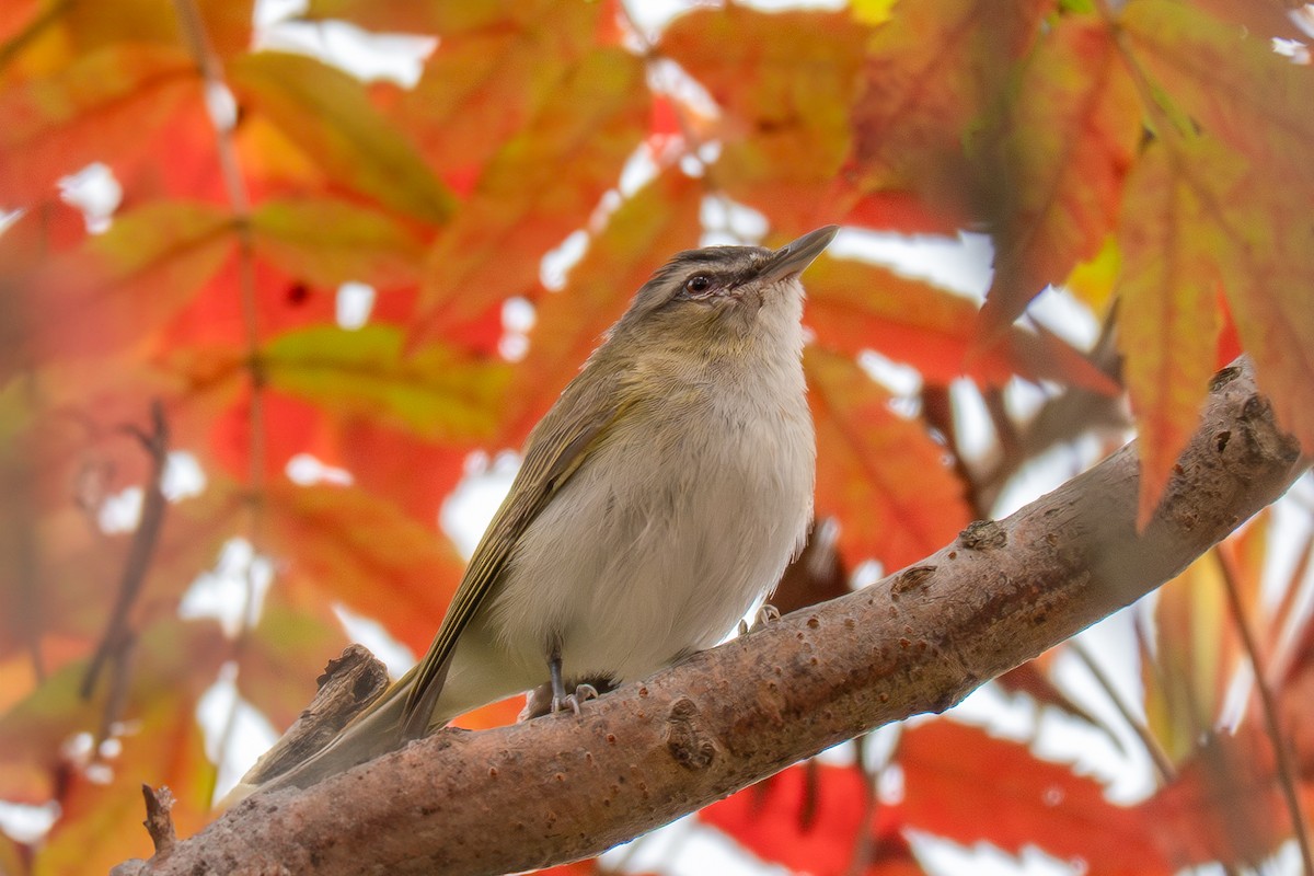 Vireo occhirossi - ML641709290