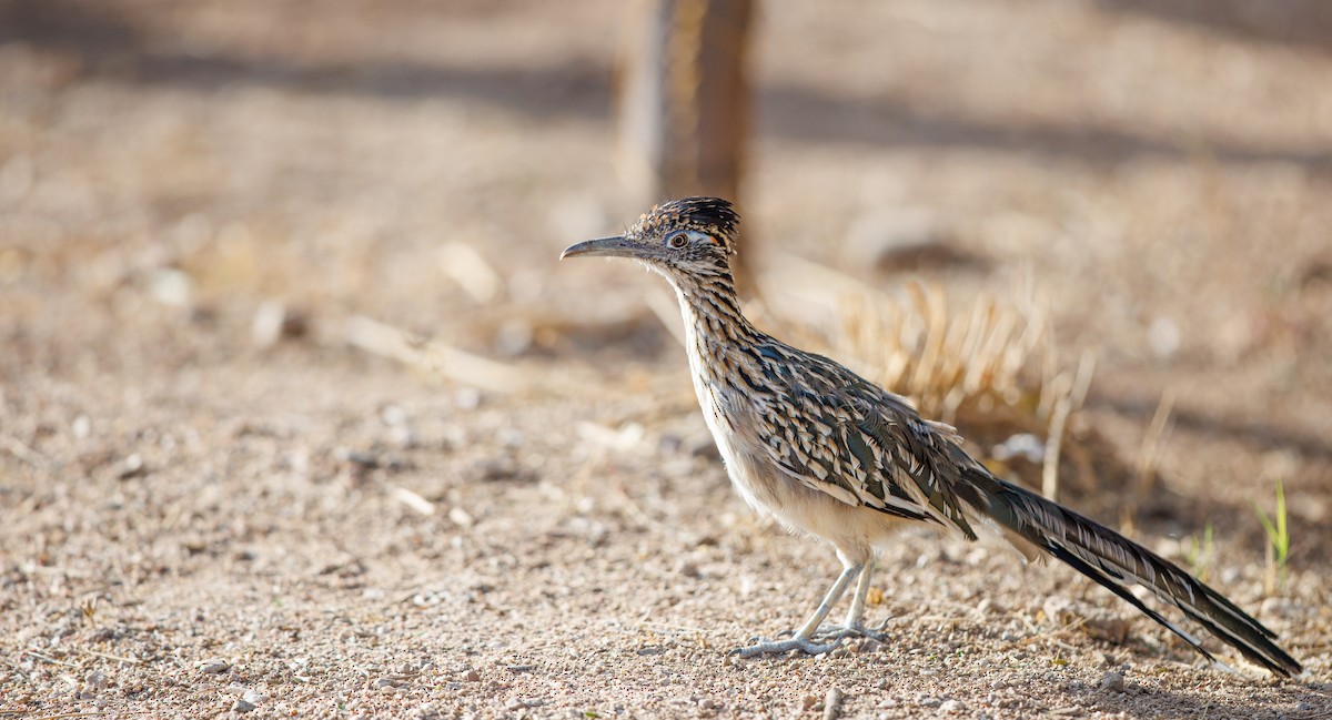 Greater Roadrunner - ML641709292