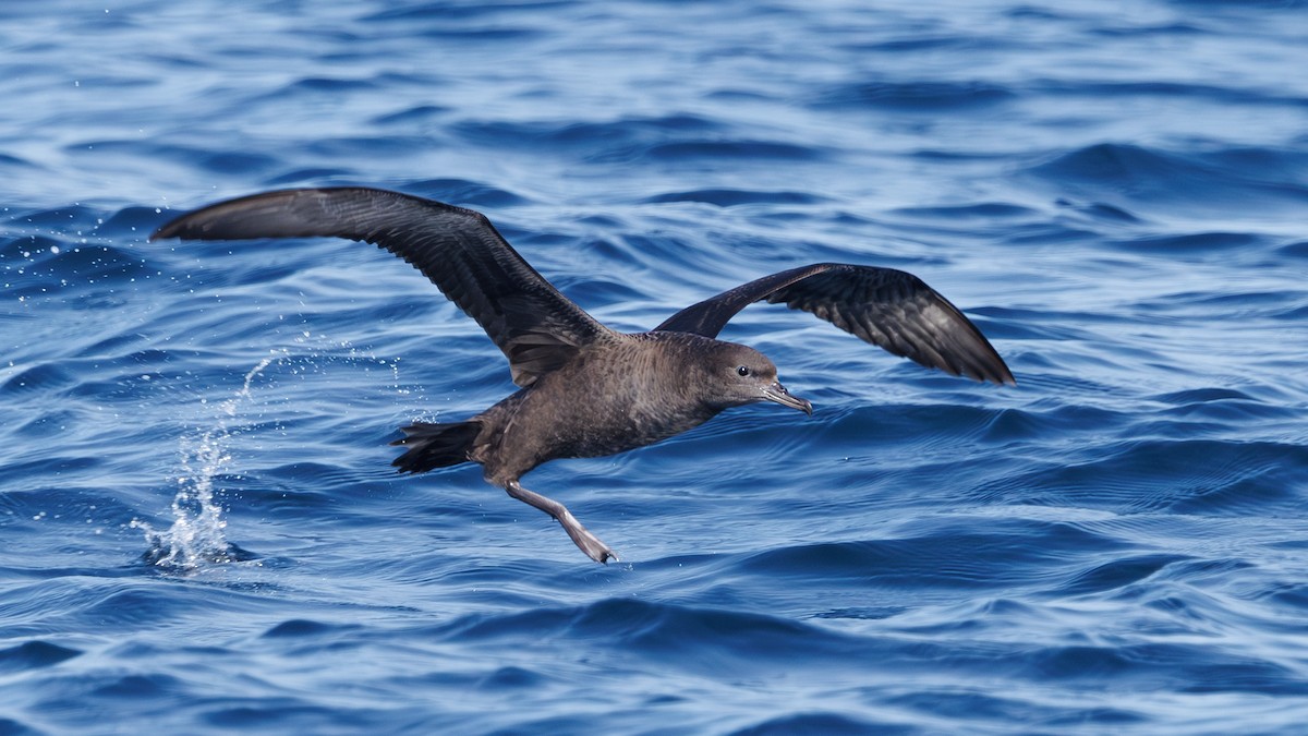 Puffin fuligineux - ML641709304