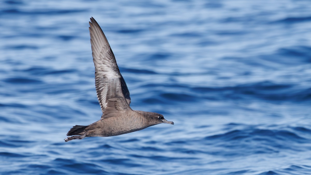 Puffin fuligineux - ML641709305