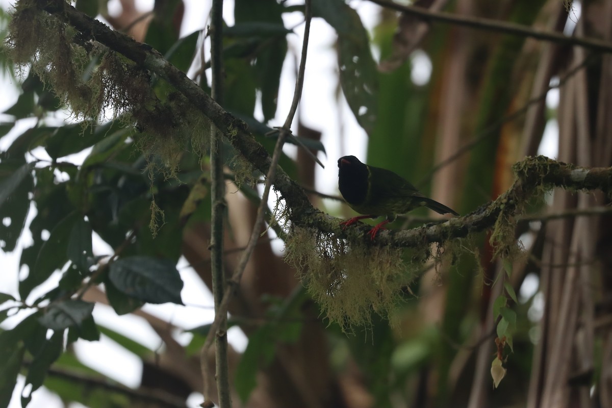 Cotinga vert et noir - ML641709319