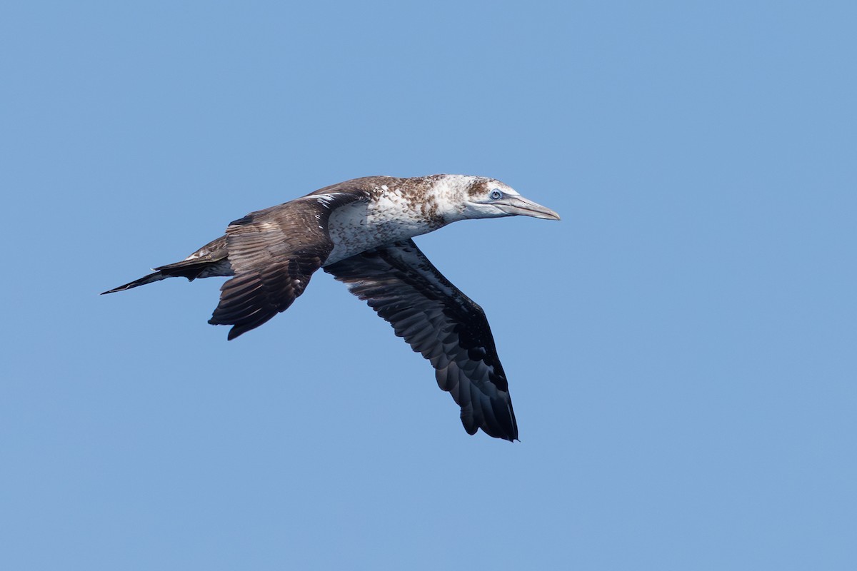 Fou de Bassan - ML641709341