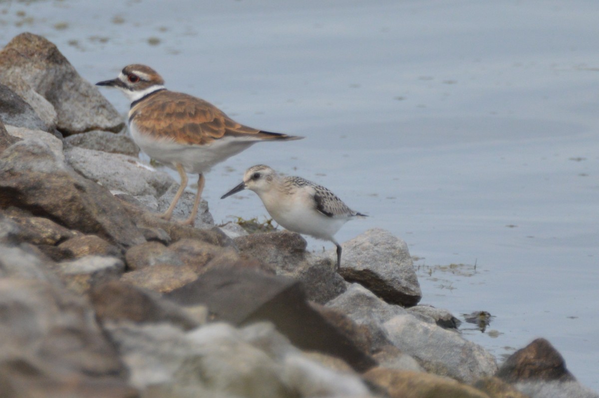 三趾濱鷸 - ML641709345