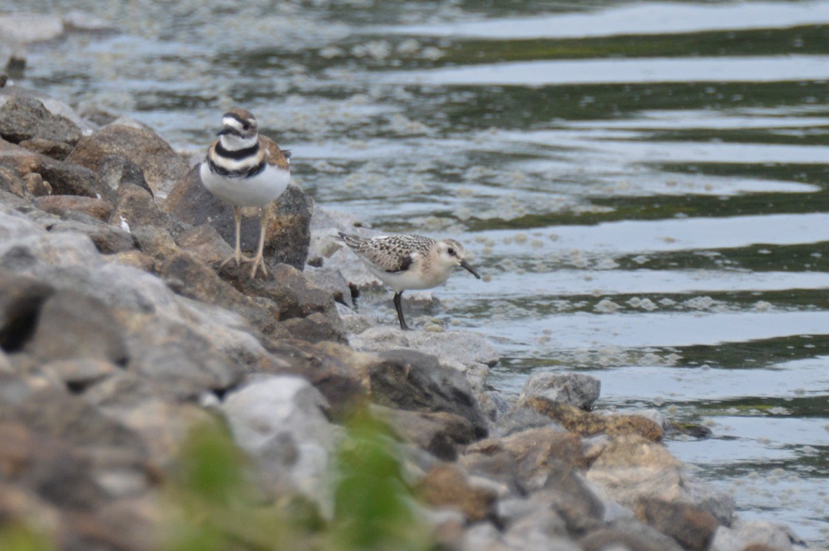 三趾濱鷸 - ML641709346
