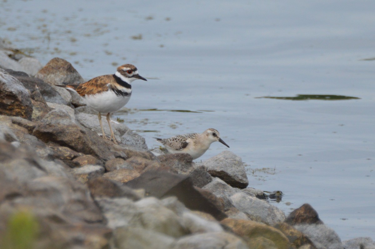 三趾濱鷸 - ML641709347