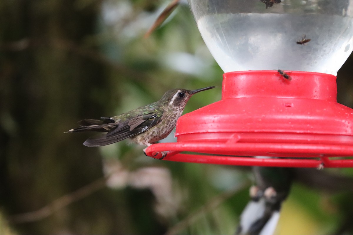 Speckled Hummingbird - ML641709349