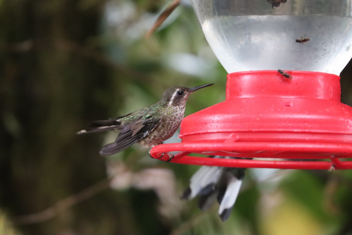 Speckled Hummingbird - ML641709350
