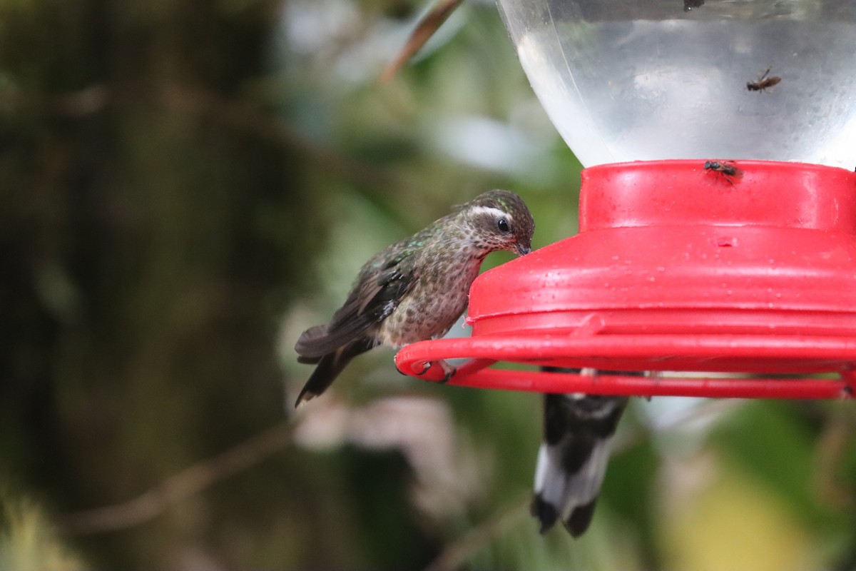 Speckled Hummingbird - ML641709351