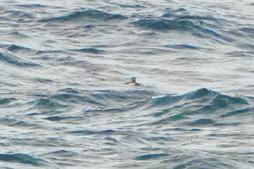 Balearic Shearwater - ML641709355