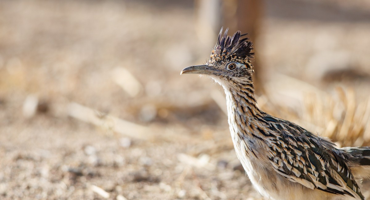 Greater Roadrunner - ML641709361