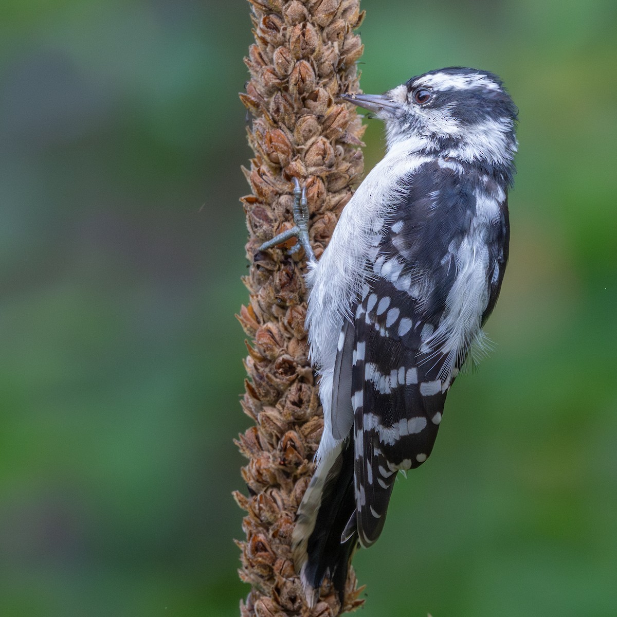 Downy Woodpecker - ML641709381