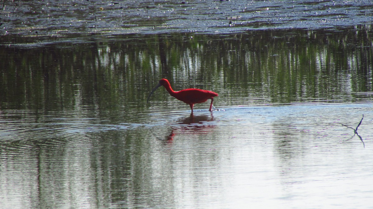 Scarlet Ibis - ML641709387