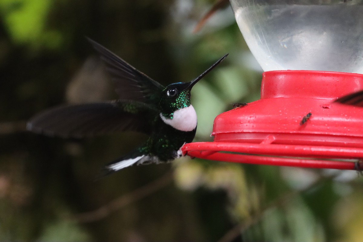 Collared Inca (Collared) - ML641709392