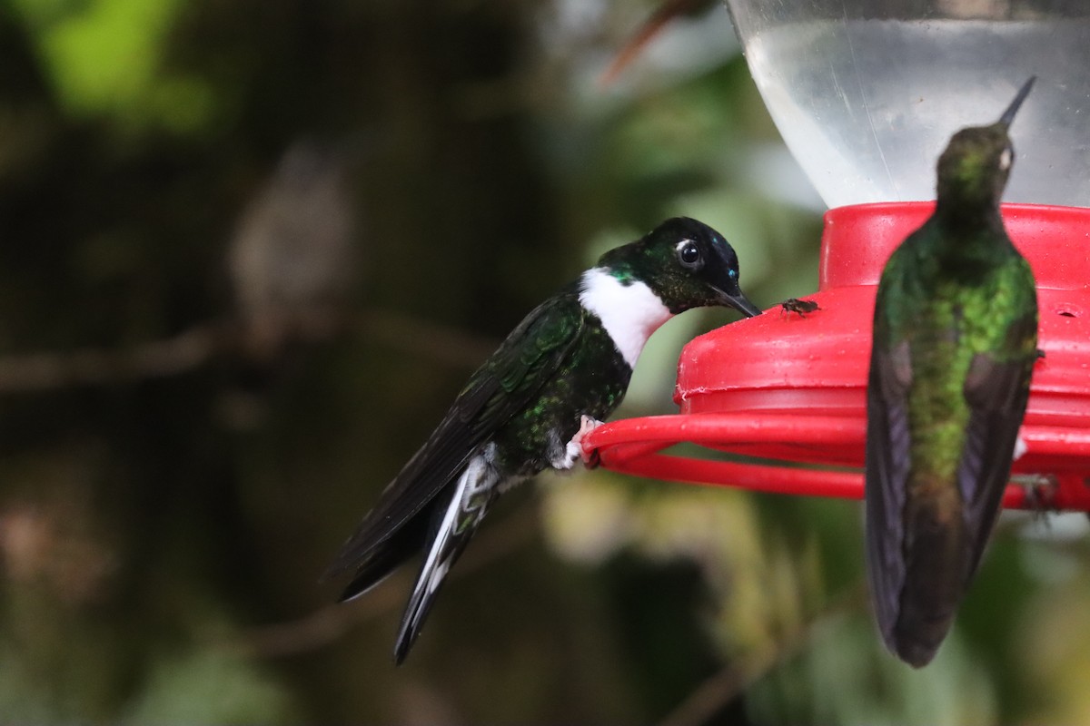 Collared Inca (Collared) - ML641709393