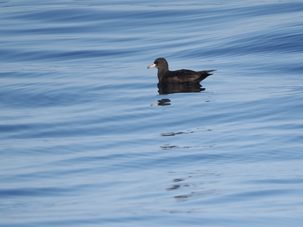 Flesh-footed Shearwater - ML641709415