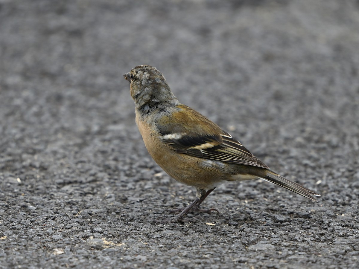 Azores Chaffinch - ML641709420