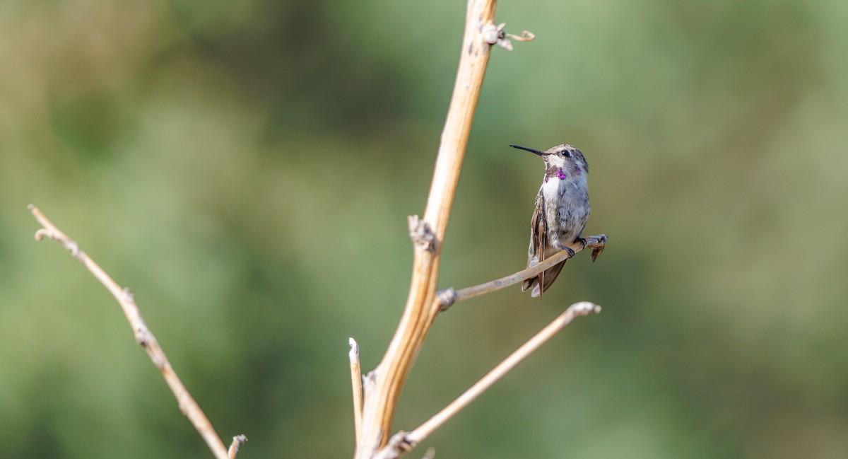 Costa's Hummingbird - ML641709421
