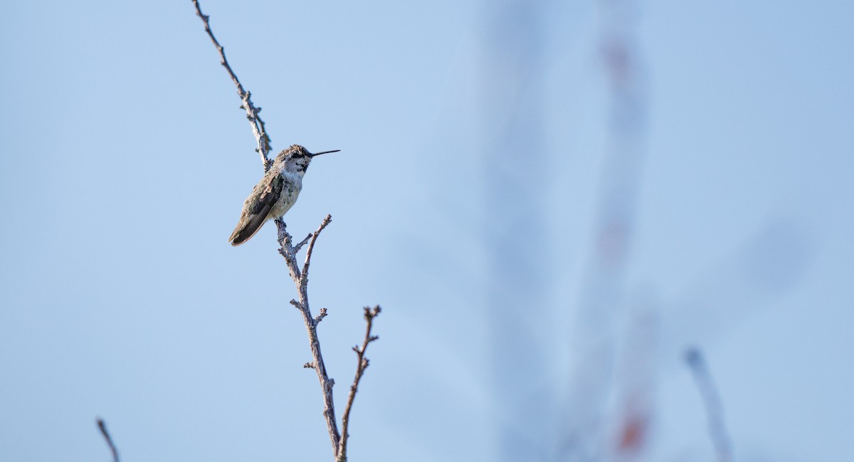 Costa's Hummingbird - ML641709474