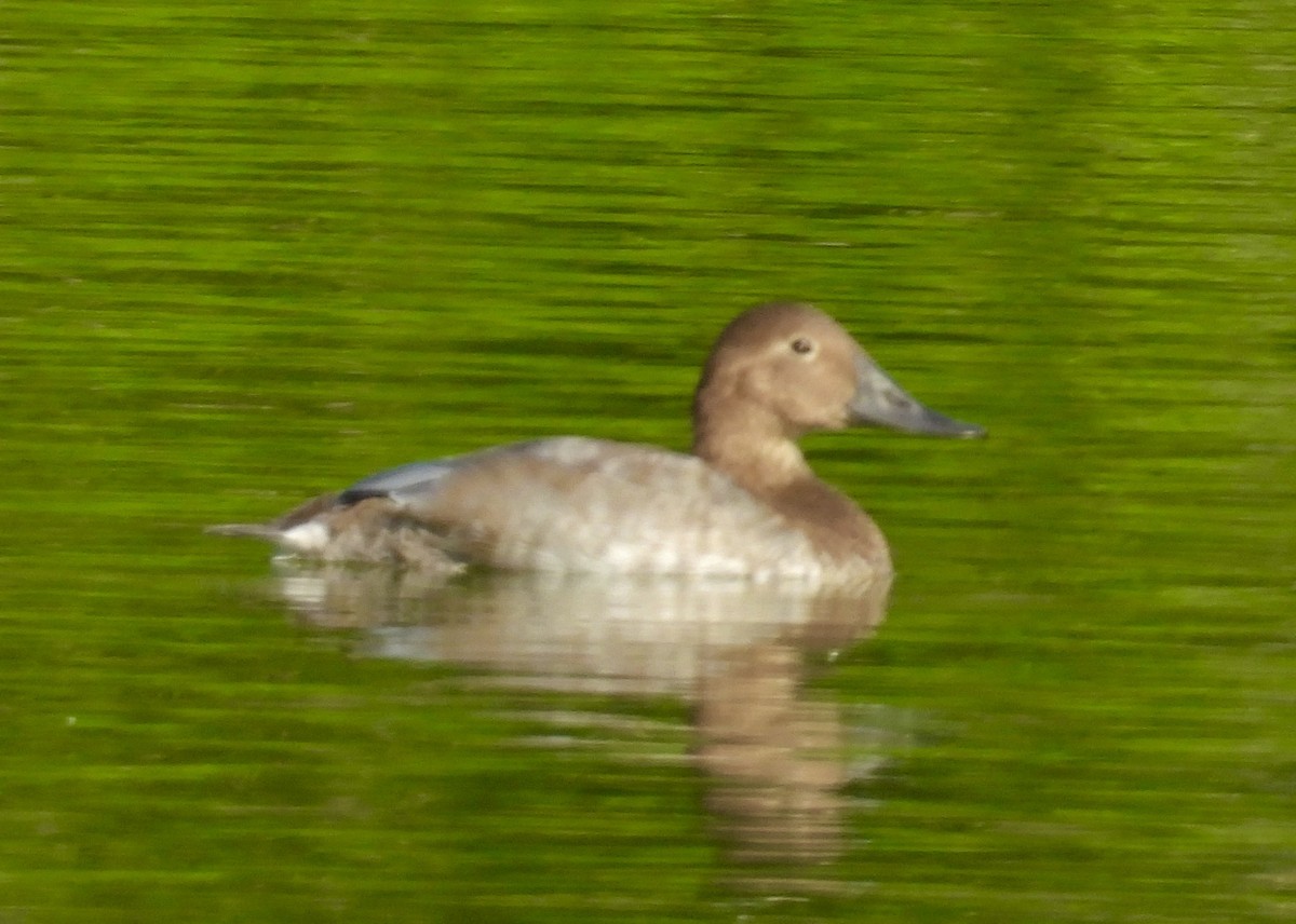 Canvasback - ML641709496