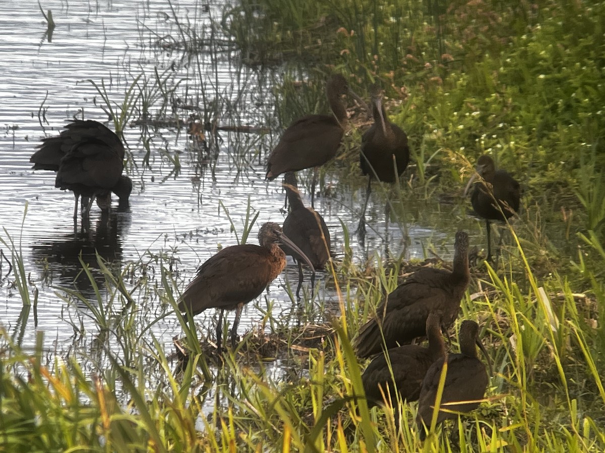 Glossy Ibis - ML641709504