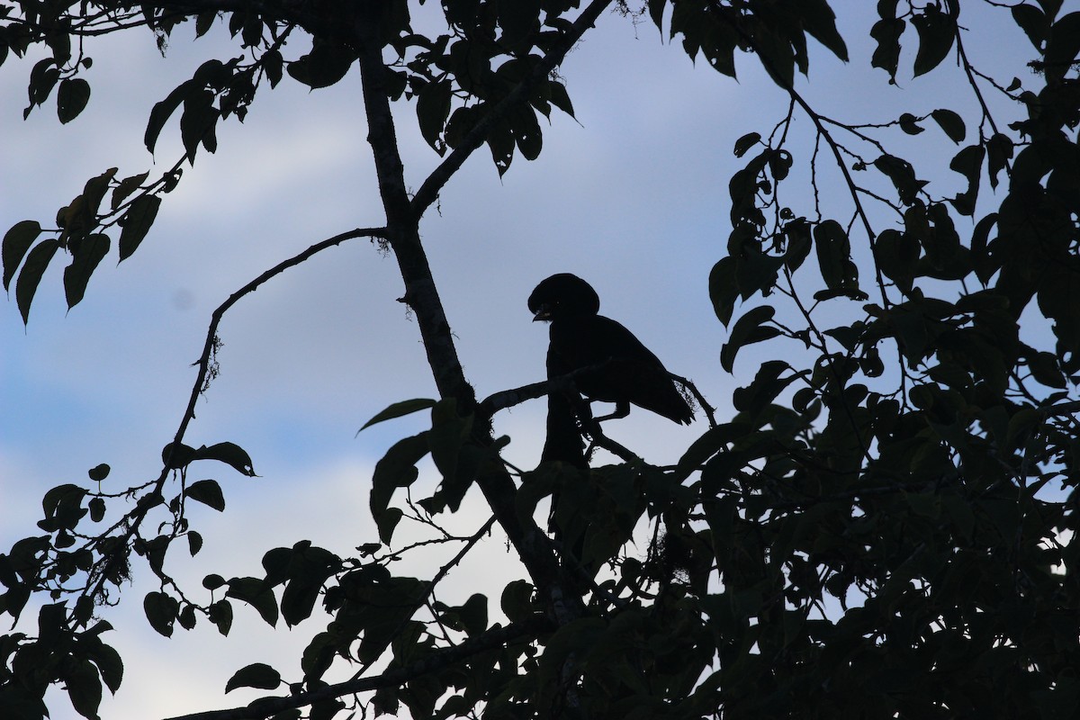 Long-wattled Umbrellabird - ML641709506