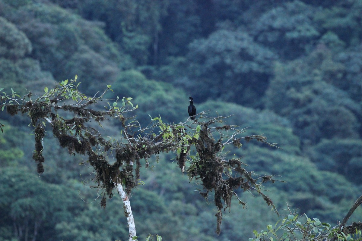Long-wattled Umbrellabird - ML641709508