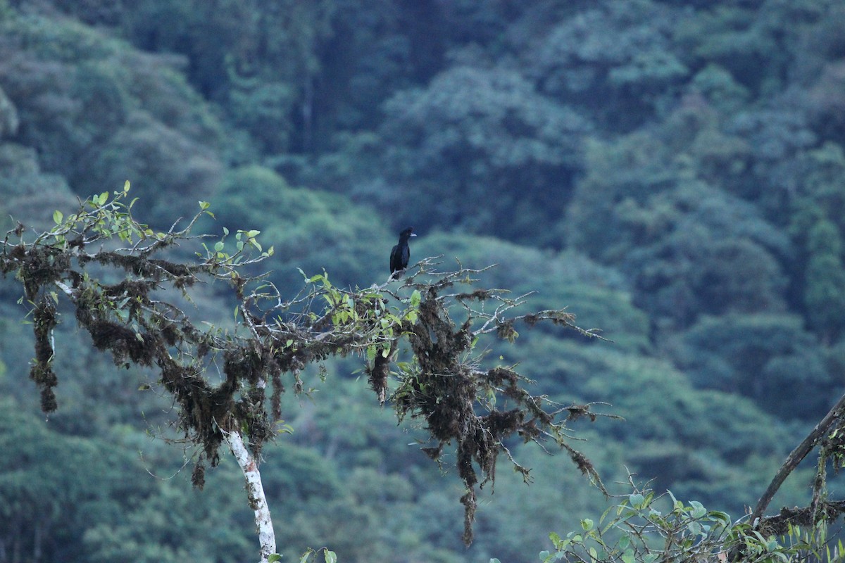 Long-wattled Umbrellabird - ML641709509