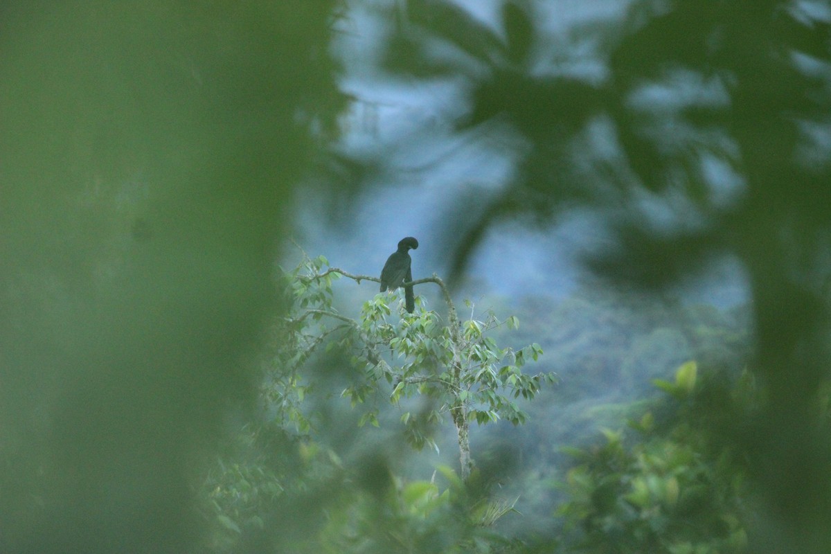 Long-wattled Umbrellabird - ML641709510