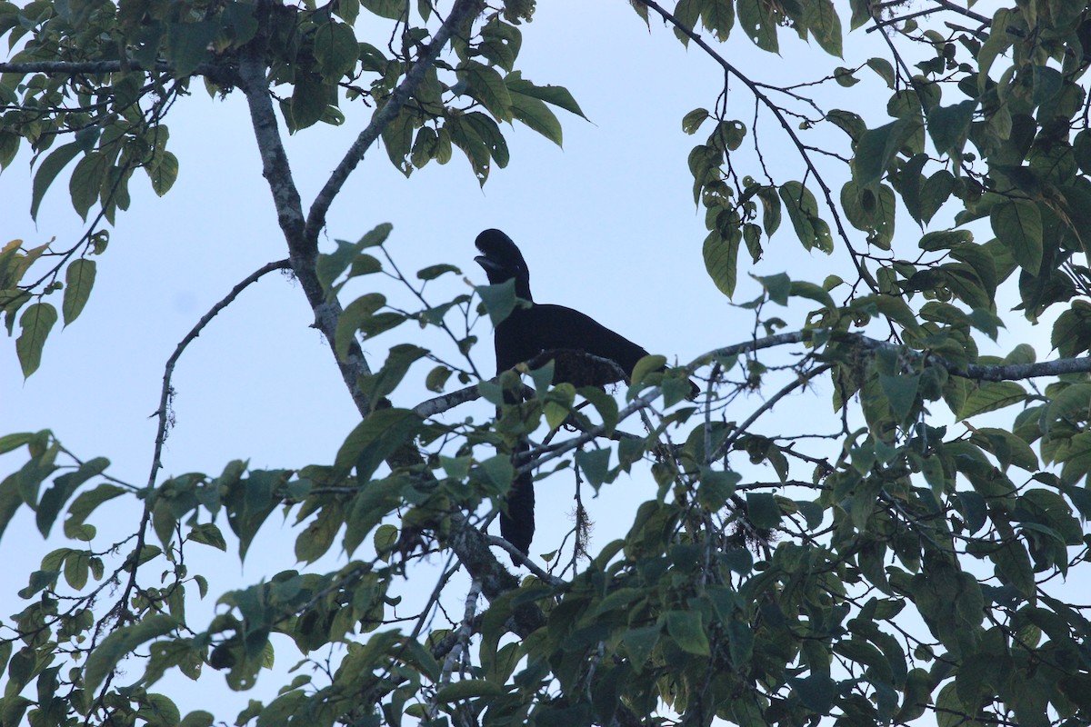 Long-wattled Umbrellabird - ML641709512