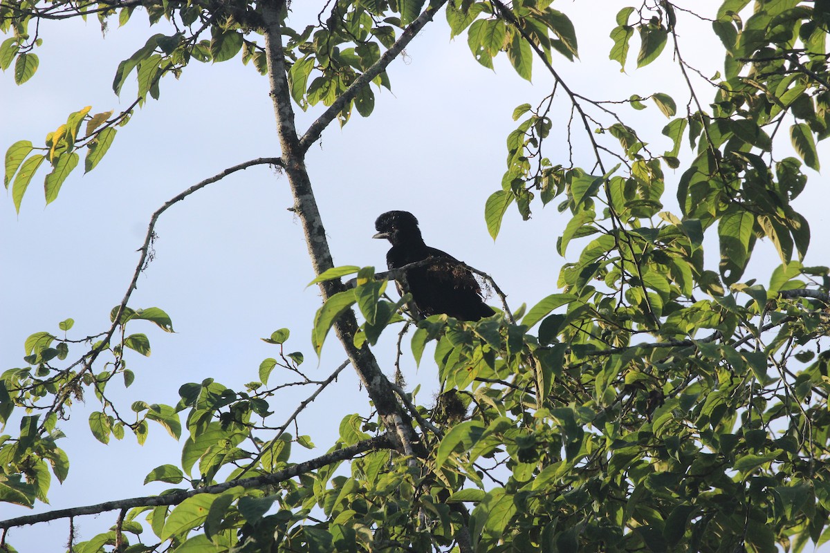 Long-wattled Umbrellabird - ML641709513