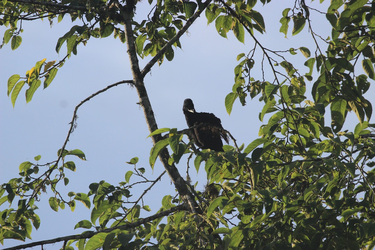 Long-wattled Umbrellabird - ML641709514