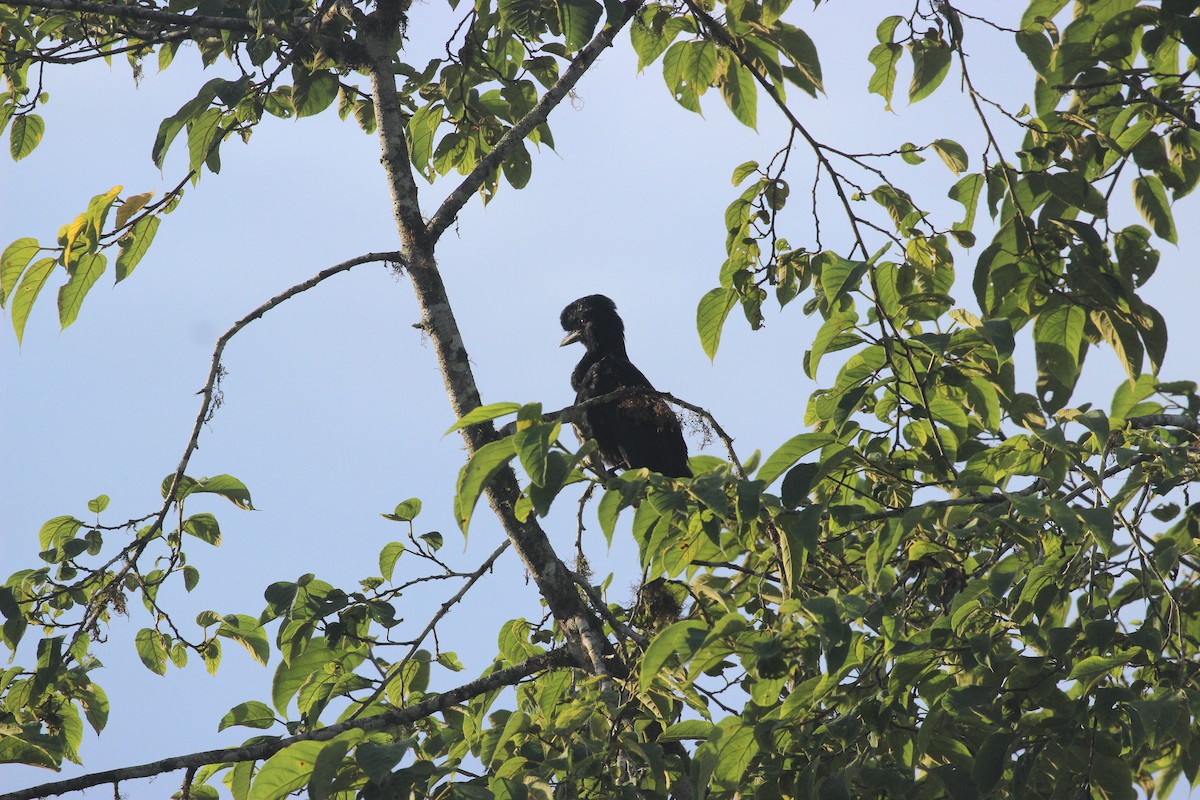 Long-wattled Umbrellabird - ML641709515